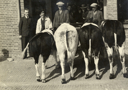 808368 Afbeelding van enkele runderen op het terrein van de veemarkt aan de Croeselaan te Utrecht, met derde van links ...